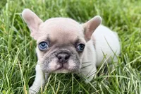 Juniper, a female French Bulldog for sale in Sturgis, MI – 7 of 9