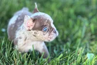 Albert , a male French Bulldog for sale in Sturgis, MI – 6 of 7