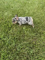 Frick, a male French Bulldog for sale in Sturgis, MI – 6 of 7