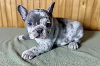 Axel, a male Boston Terrier and French Bulldog for sale in Sturgis, MI – Photo 10 of 10