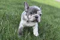 Axel, a male Frenchton for sale in Sturgis, MI – 2 of 3