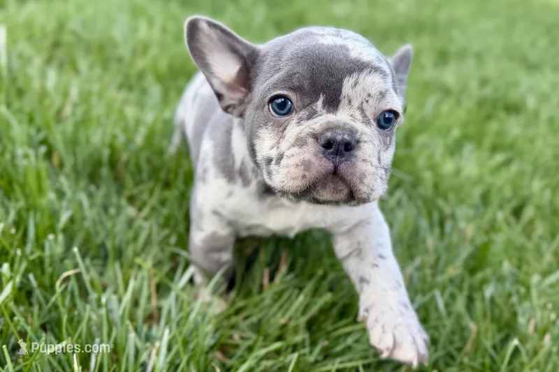 Axel – Frenchton puppy on hold in Sturgis, MI