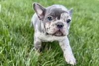 Axel, a male Frenchton for sale in Sturgis, MI – 1 of 3
