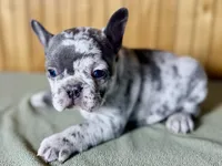 Axel, a male Boston Terrier and French Bulldog for sale in Sturgis, MI – Photo 8 of 10