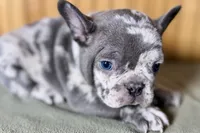 Axel, a male Boston Terrier and French Bulldog for sale in Sturgis, MI – Photo 4 of 10