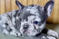 Axel, a male Boston Terrier and French Bulldog for sale in Sturgis, MI – Photo 9 of 10