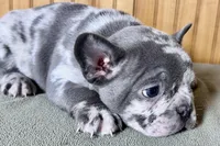 Axel, a male Boston Terrier and French Bulldog for sale in Sturgis, MI – Photo 6 of 10