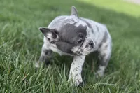 Axel, a male Frenchton for sale in Sturgis, MI – 3 of 3