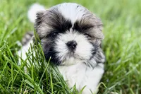 Vail, a female Shih Tzu for sale in Sturgis, MI – 3 of 10