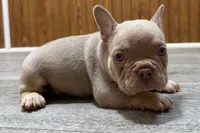 Prancer, a male French Bulldog for sale in Sturgis, MI – 9 of 9