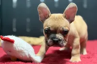 Desmond , a male French Bulldog for sale in Sturgis, MI – 5 of 10