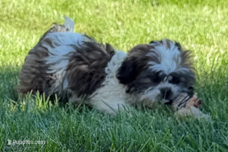 Iron – Shih Tzu puppy for sale in Sturgis, MI