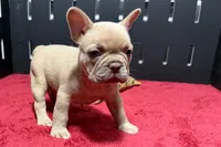 Leo, a male French Bulldog for sale in Sturgis, MI – 9 of 9