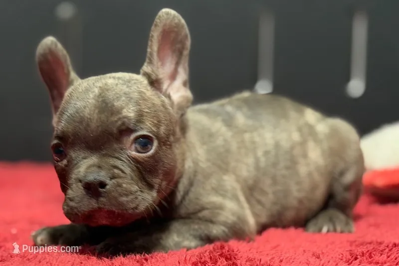 Dexter – French Bulldog puppy for sale in Sturgis, MI