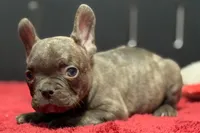 Dexter, a male French Bulldog for sale in Sturgis, MI – 1 of 10