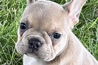 Flutter, a female French Bulldog for sale in Sturgis, MI – 1 of 10
