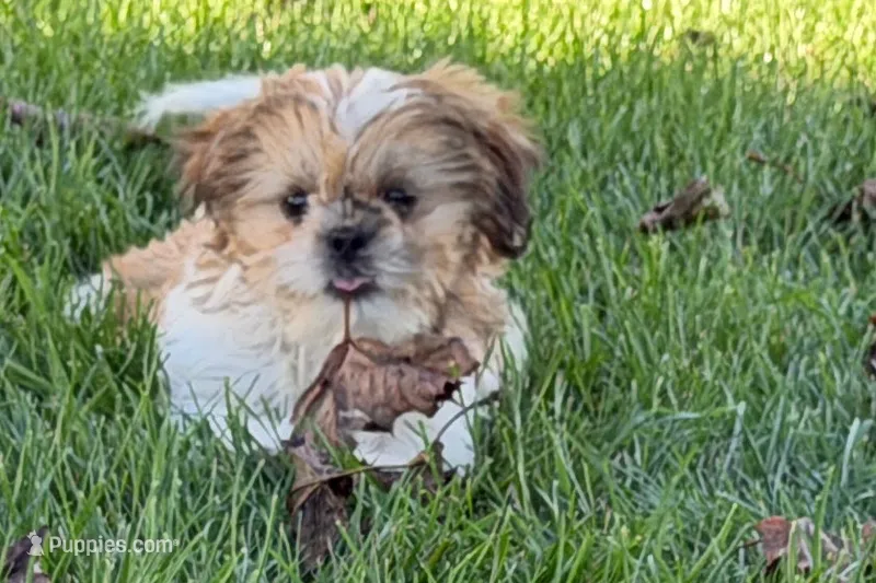 Ivona  – Shih Tzu puppy for sale in Sturgis, MI