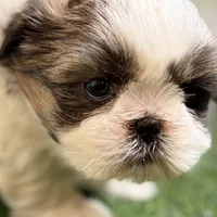 Sawyer, a male Shih Tzu for sale in Sturgis, MI – Photo 4 of 10