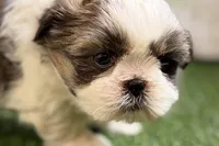 Sawyer, a male Shih Tzu for sale in Sturgis, MI – Photo 4 of 10