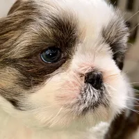 Sawyer, a male Shih Tzu for sale in Sturgis, MI – Photo 9 of 10