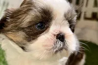 Sawyer, a male Shih Tzu for sale in Sturgis, MI – Photo 9 of 10