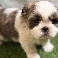 Sawyer, a male Shih Tzu for sale in Sturgis, MI – Photo 5 of 10