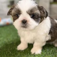 Sawyer, a male Shih Tzu for sale in Sturgis, MI – Photo 1 of 10