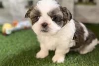Sawyer, a male Shih Tzu for sale in Sturgis, MI – Photo 1 of 10