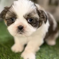 Sawyer, a male Shih Tzu for sale in Sturgis, MI – Photo 7 of 10