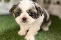 Sawyer, a male Shih Tzu for sale in Sturgis, MI – Photo 7 of 10