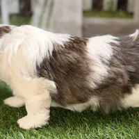 Sawyer, a male Shih Tzu for sale in Sturgis, MI – Photo 8 of 10