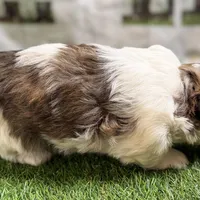 Sawyer, a male Shih Tzu for sale in Sturgis, MI – Photo 10 of 10