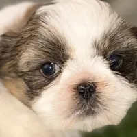 Sawyer, a male Shih Tzu for sale in Sturgis, MI – Photo 2 of 10