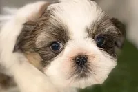 Sawyer, a male Shih Tzu for sale in Sturgis, MI – Photo 2 of 10