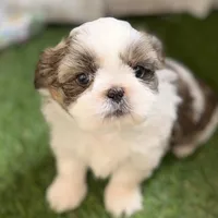 Sawyer, a male Shih Tzu for sale in Sturgis, MI – Photo 6 of 10