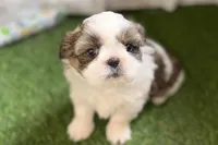 Sawyer, a male Shih Tzu for sale in Sturgis, MI – Photo 6 of 10