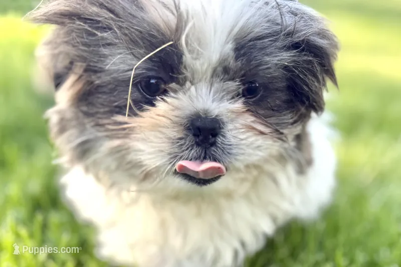 Sawyer – Shih Tzu puppy for sale in Sturgis, MI
