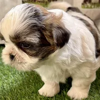 Sawyer, a male Shih Tzu for sale in Sturgis, MI – Photo 3 of 10