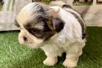 Sawyer, a male Shih Tzu for sale in Sturgis, MI – Photo 3 of 10