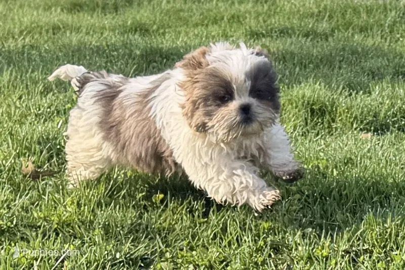 Sawyer – Shih Tzu puppy for sale in Sturgis, MI