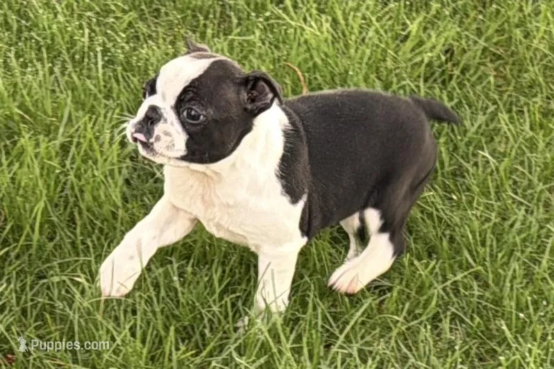 Yara – Boston Terrier puppy for sale in Sturgis, MI