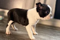Yara, a female Boston Terrier for sale in Sturgis, MI – Photo 1 of 9