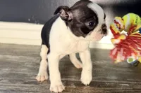 Yara, a female Boston Terrier for sale in Sturgis, MI – Photo 6 of 9