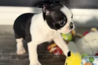 Yara, a female Boston Terrier for sale in Sturgis, MI – Photo 2 of 9
