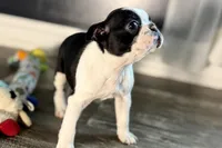Yara, a female Boston Terrier for sale in Sturgis, MI – Photo 4 of 9