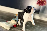 Yara, a female Boston Terrier for sale in Sturgis, MI – Photo 5 of 9