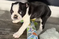 Yara, a female Boston Terrier for sale in Sturgis, MI – Photo 8 of 9