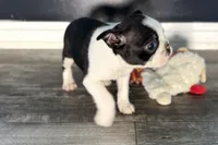 Yara, a female Boston Terrier for sale in Sturgis, MI – Photo 3 of 9