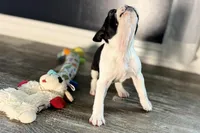 Yara, a female Boston Terrier for sale in Sturgis, MI – Photo 9 of 9