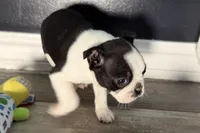Yara, a female Boston Terrier for sale in Sturgis, MI – Photo 7 of 9